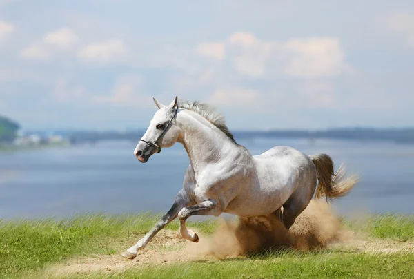 ホワイト種牡馬と水 — ストック写真