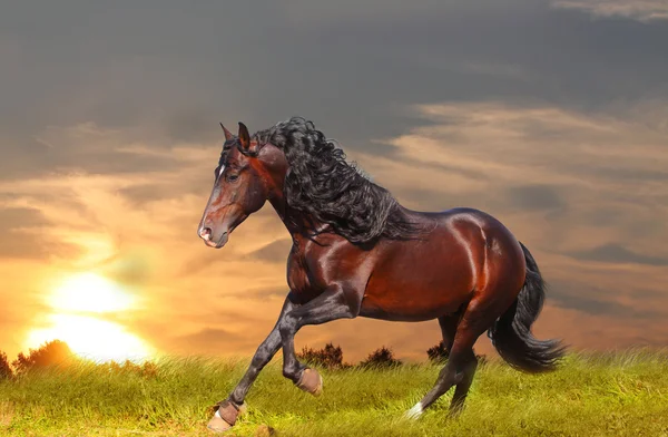 Koně v západu slunce — Stock fotografie