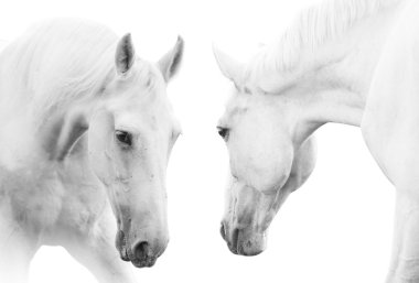 White horses clipart