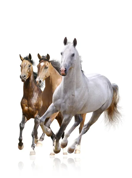 Paarden geïsoleerd — Stockfoto