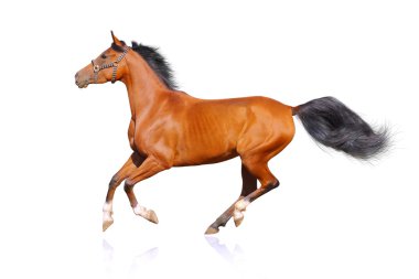 Horse isolated clipart