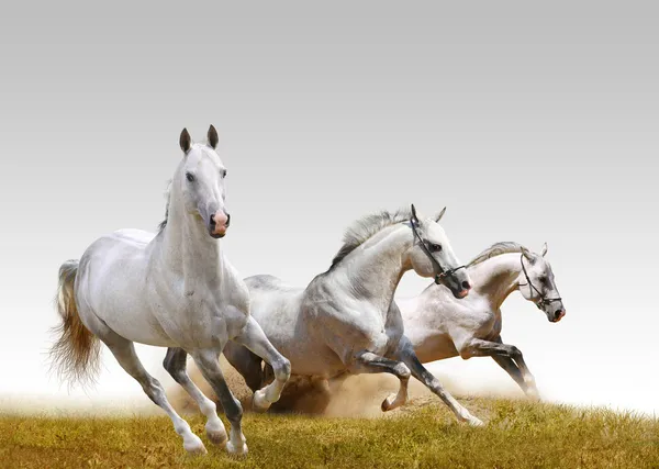 Three stallions — Stock Photo, Image