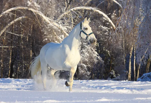 Kışın at — Stok fotoğraf
