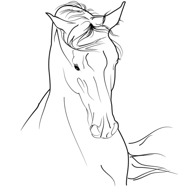 Croquis de cheval arabe — Image vectorielle