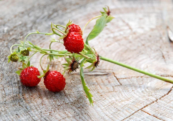 Wild strawberry branch — Stock Photo, Image