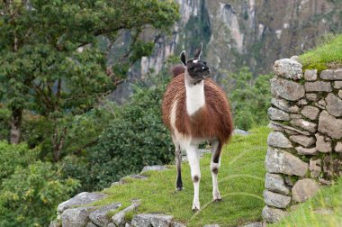 Lama, machu picchu