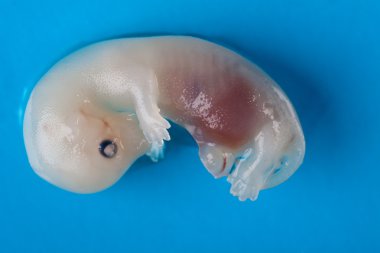 Mink embryo clipart