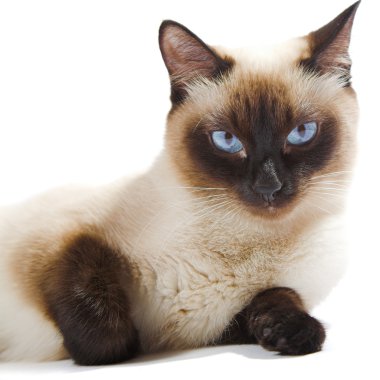 Siamese cat clipart