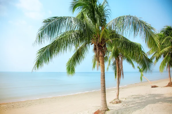 椰子树 — 图库照片