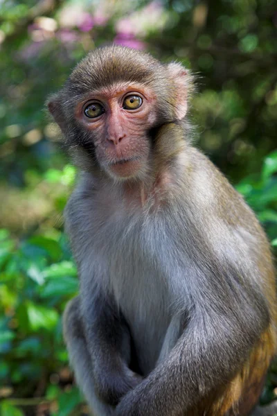 Macaco —  Fotos de Stock