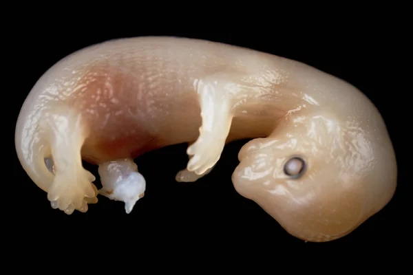 水貂胚胎 — 图库照片