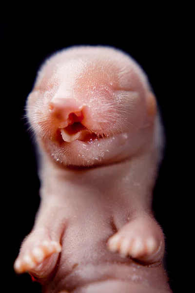 水貂胚胎 — 图库照片
