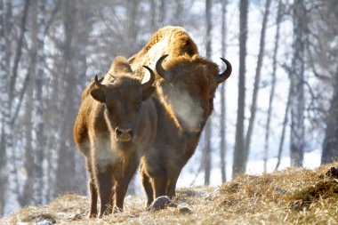 Winter bison clipart