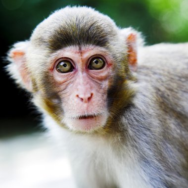 Macaque clipart