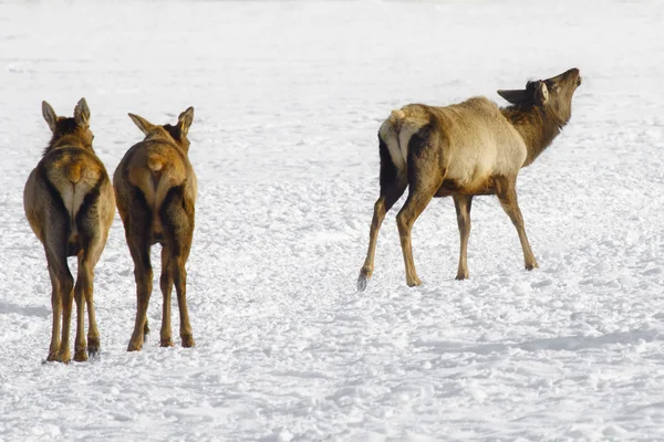 Siberian deer — Stock Photo, Image