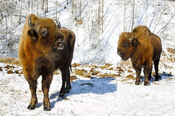 Bisonte de inverno — Fotografia de Stock
