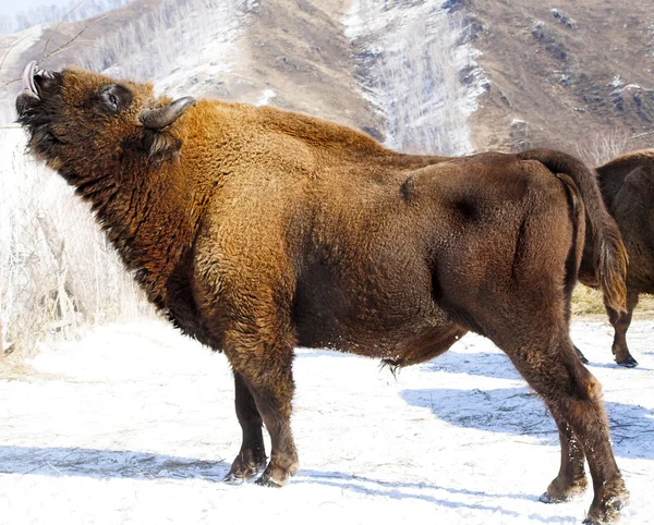 Winter bison — Stockfoto