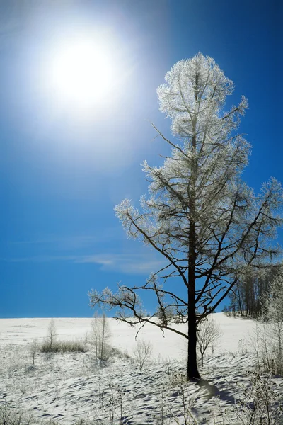Winter larch — Stock Photo, Image