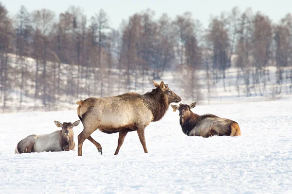 西伯利亚鹿 — 图库照片