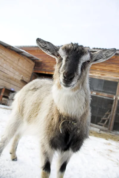 Няня-коза — стоковое фото