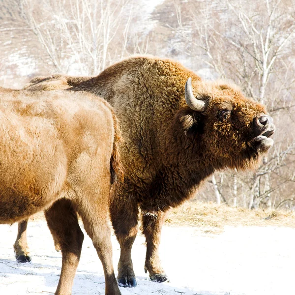 Bison χειμώνα — Φωτογραφία Αρχείου