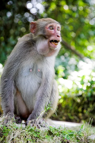 Agresif maymun — Stok fotoğraf