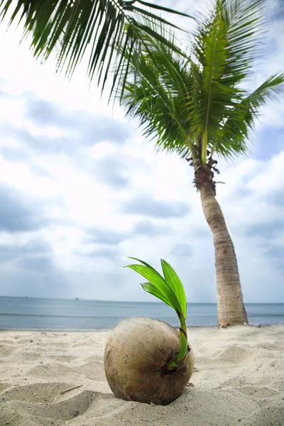 Kokosnød - Stock-foto