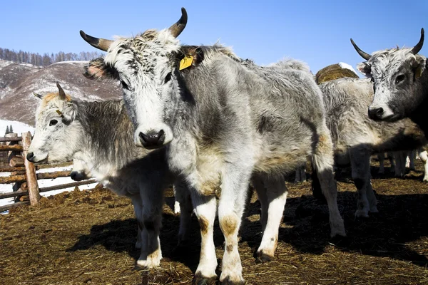 Серые коровы — стоковое фото