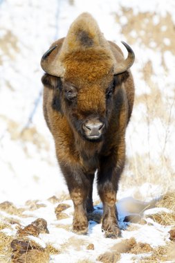vahşi bison