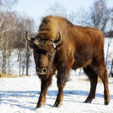 Wild bison