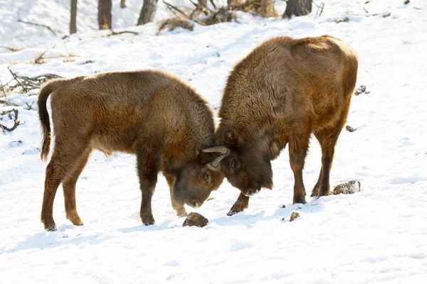 Bison battle — Stock Photo, Image