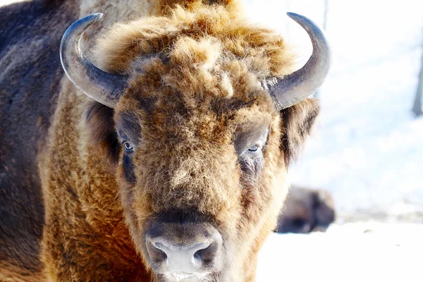 Divoký bizon — Stock fotografie