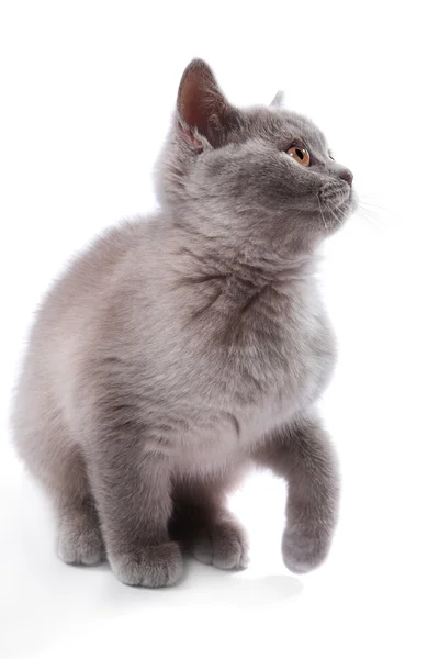 Brittiska kattunge — Stockfoto
