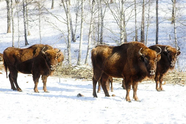 Bisons sauvages — Photo