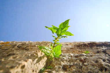 Plant on the wall clipart