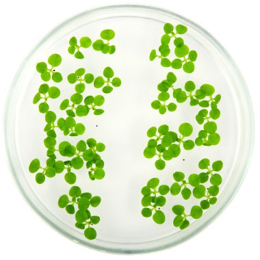 Transgenic plant clipart