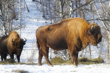 Wild bisons clipart