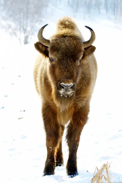 Wild bison — Stock Photo, Image