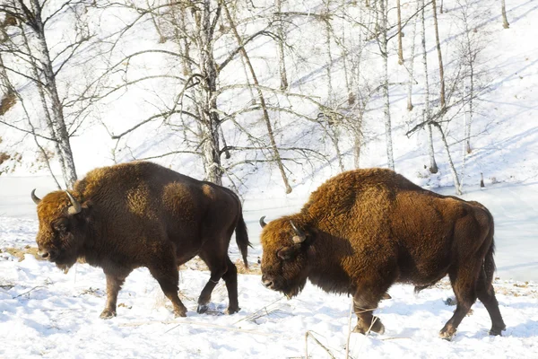 Två bisons — Stockfoto