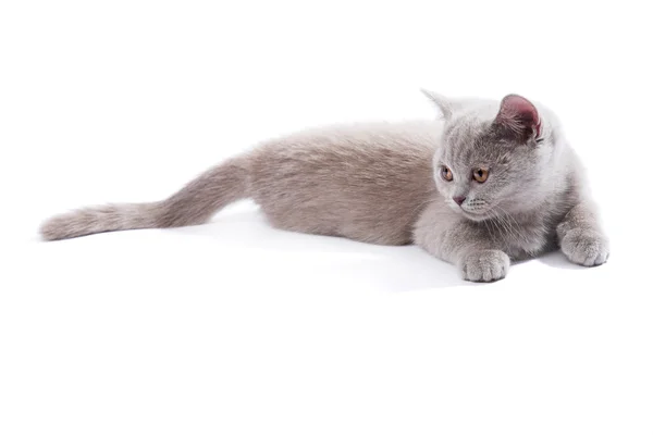 İngiliz yavru kedi — Stok fotoğraf
