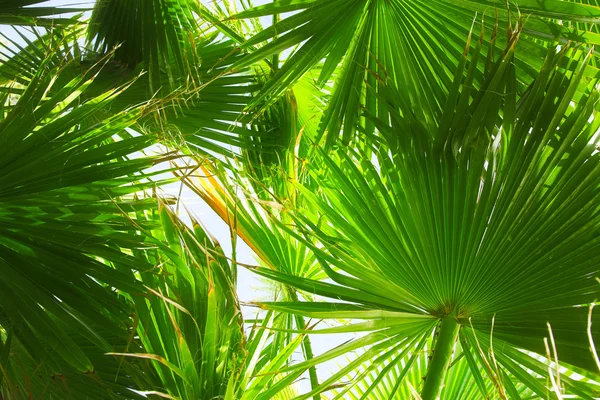 日期棕榈树 — 图库照片