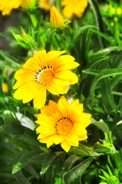 黄色の花 — ストック写真