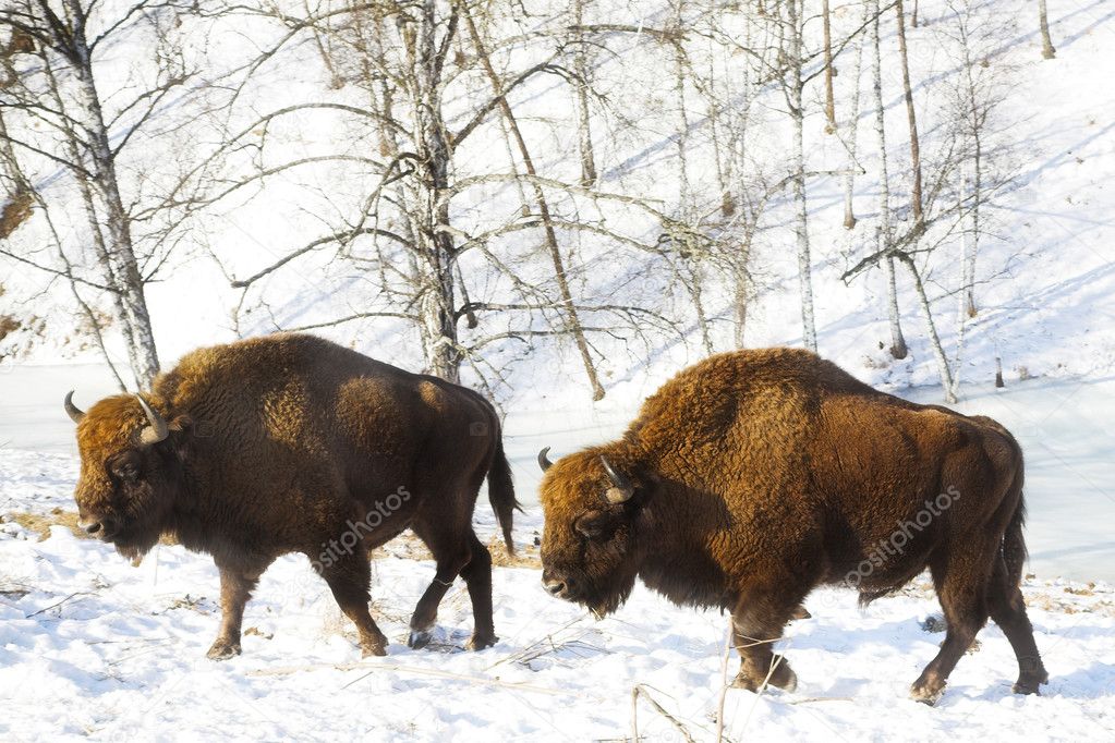 Two bisons