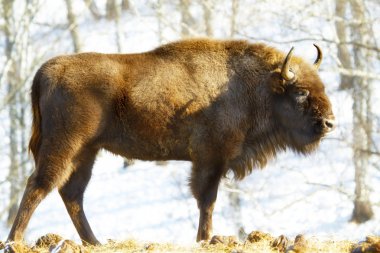 Wild bison clipart