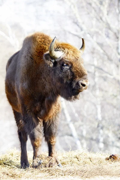 Bisonte selvatico — Foto Stock