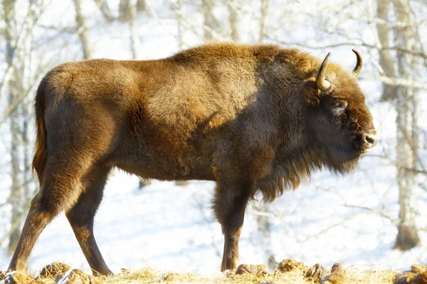 Дикий бизон — стоковое фото