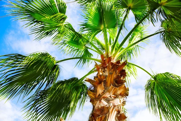 Palm tree — Stock Photo, Image
