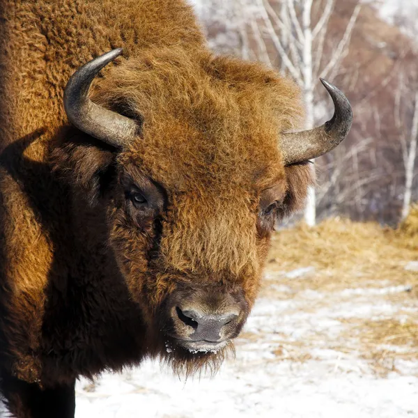 Vild bison — Stockfoto