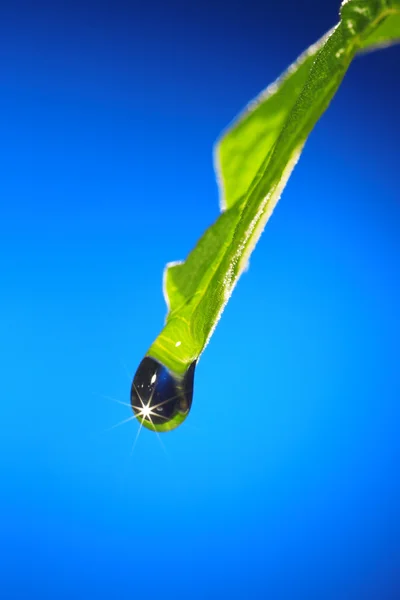 Leaf with drop — Stock Photo, Image