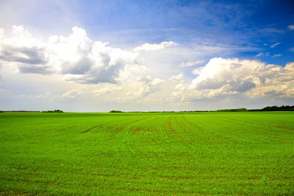 Agricultural field — Stock Photo, Image